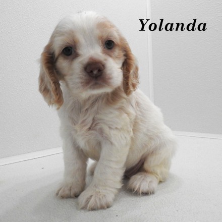 puppy, for, sale, Cocker Spaniel, Joe & Cherri  Overlease, dog, breeder, Miller, MO, dog-breeder, puppy-for-sale, forsale, nearby, find, puppyfind, locator, puppylocator, aca